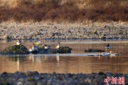 摇卦免费歙县完成安徽首个县域生物多样性调查 共记录物种近4千种