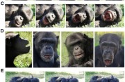 摇卦免费国际最新研究：机器人“打哈欠” 黑猩猩被传染